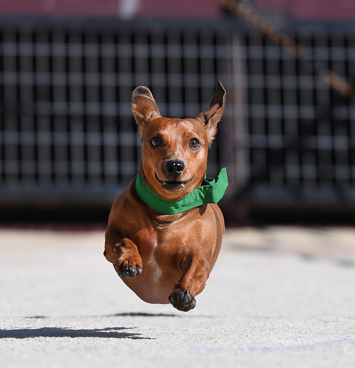Weiner Fest 2017 23.jpg